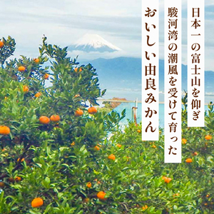 【予約受付】 由良 みかん 約3kg 産地直送 柑橘 みかん 優品 中玉 フルーツ 果物                                                                                                                                                                                                                                