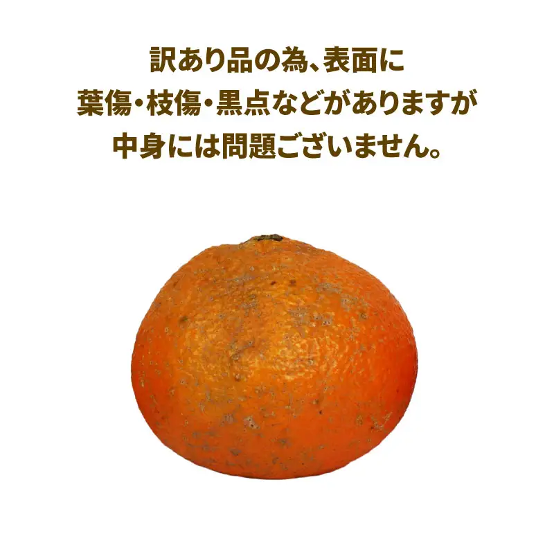 愛媛みかん 訳あり 伊予柑 10kg WF 愛媛みかん B010-024022