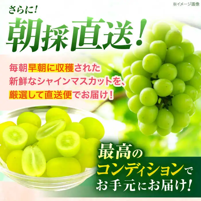 ※【2026年9月より順次発送／先行予約】【ご家庭用】シャインマスカット 約1.3kg(2房から3房) / フルーツ 果物 ぶどう マスカット シャインマスカット しゃいんますかっと / 諫早市 / 肥前グローカル株式会社 [AHDI007]