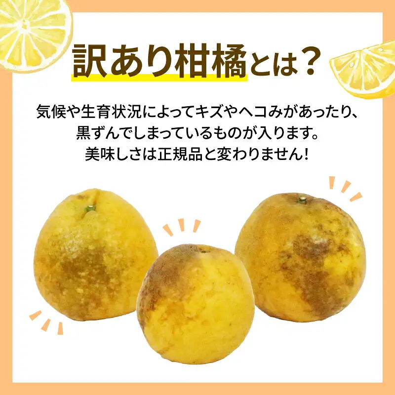 訳ありみかん 河内晩柑 10kg WF 訳ありみかん B010-024026