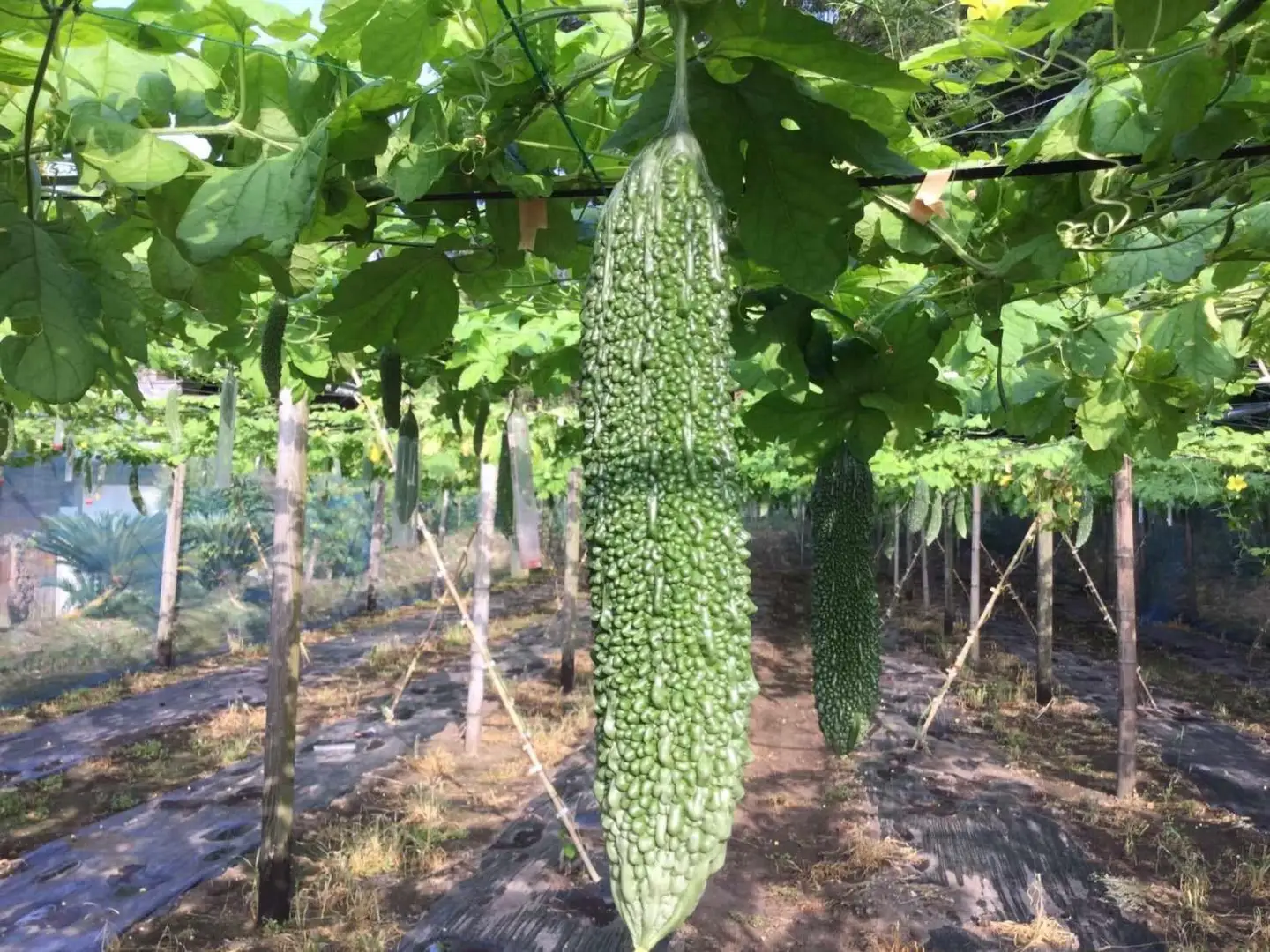 【2026年産】結いの街　新鮮夏野菜野菜！ゴーヤ 2kg |  国産 ゴーヤ 野菜 青果 ごうや 苦瓜 天ぷら 炒め物 ゴーヤチャンプル ゴウヤ 旬 期間限定 夏野菜 鹿児島県 大崎町