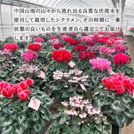 【お届け:11月下旬～12月】シクラメン　5号鉢【1262736】