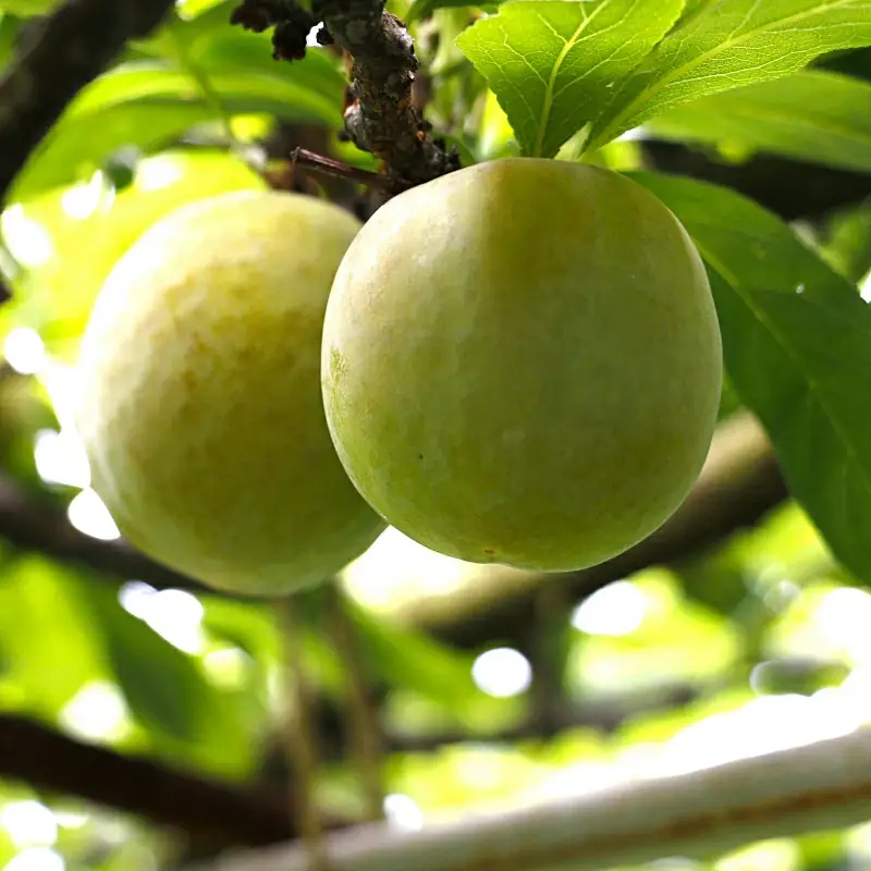 すもも 大石 4kg 【mtm013】