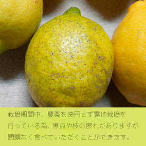 レモン【先行受付】【2026年12月以降発送】【栽培期間中 農薬・除草剤不使用】離島 佐木島！レモン 約2.5kg   広島 三原 佐木島 鷺島みかんじま 017037