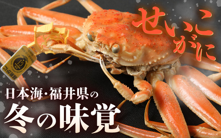 【先行予約】≪浜茹で≫ 天然！越前 せいこがに 中サイズ × 3杯 (生の状態で1杯150g以上)【2026年12月上旬以降順次発送予定】ズワイガニ メス [m36-x007_12]