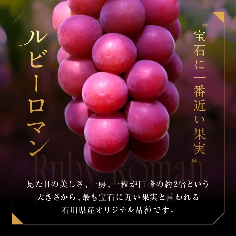 高級ぶどう ルビーロマン 1kg（500g×2房）希少品 贈答用 ギフト お中元 夏ギフト プレゼント