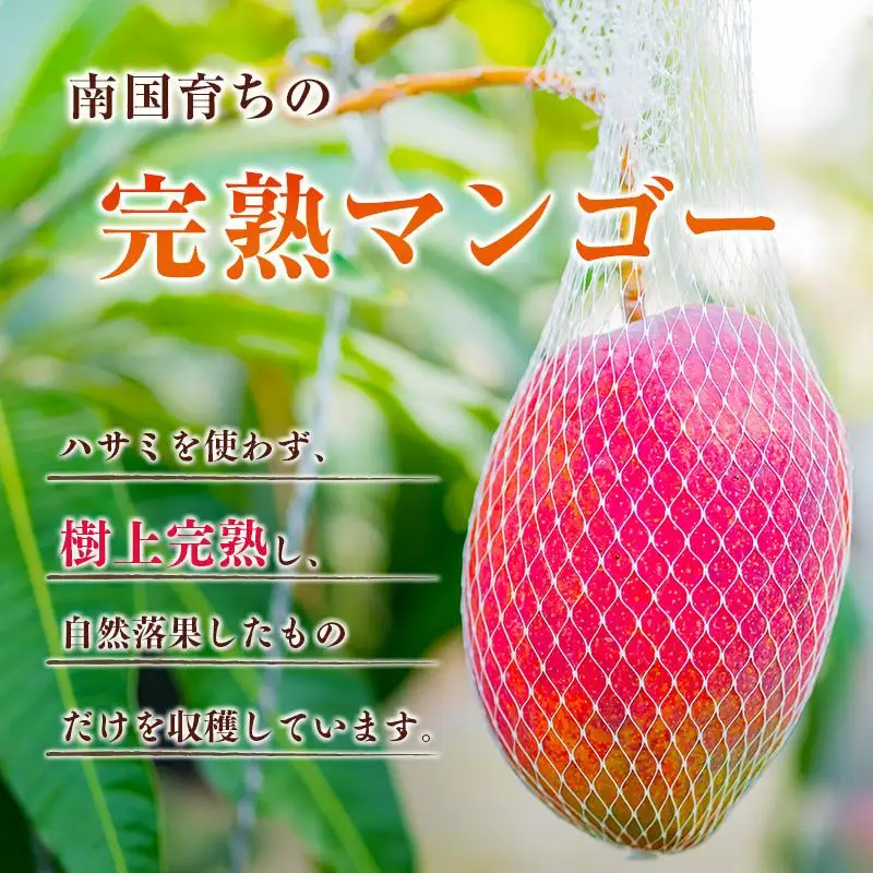 ＜2027年発送＞宮崎県産 完熟マンゴー 9玉（1玉 約400g）