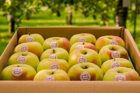 [贈答] 名月【約5kg 12から18玉入り】糖度15度以上のりんご｜令和8年 2026年 青森 リンゴ [0683]