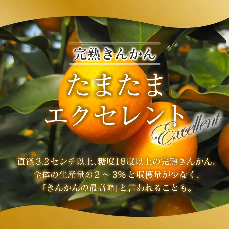＜2027年発送＞完熟きんかん「たまたまエクセレント」 糖度18度以上 約1kg 宮崎県産