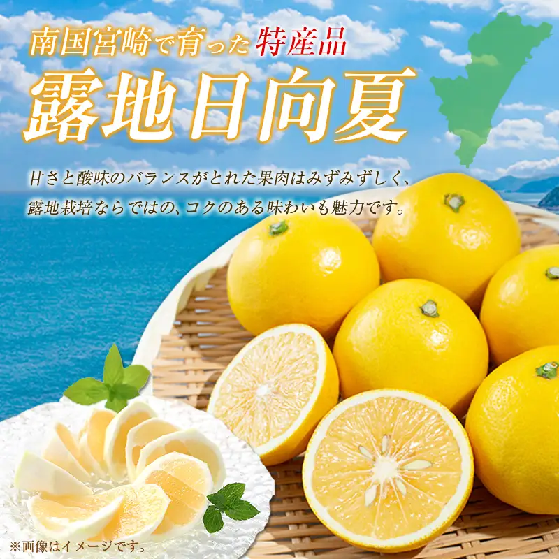 ＜2027年発送＞宮崎県産 露地日向夏 約5kg（満杯詰め）