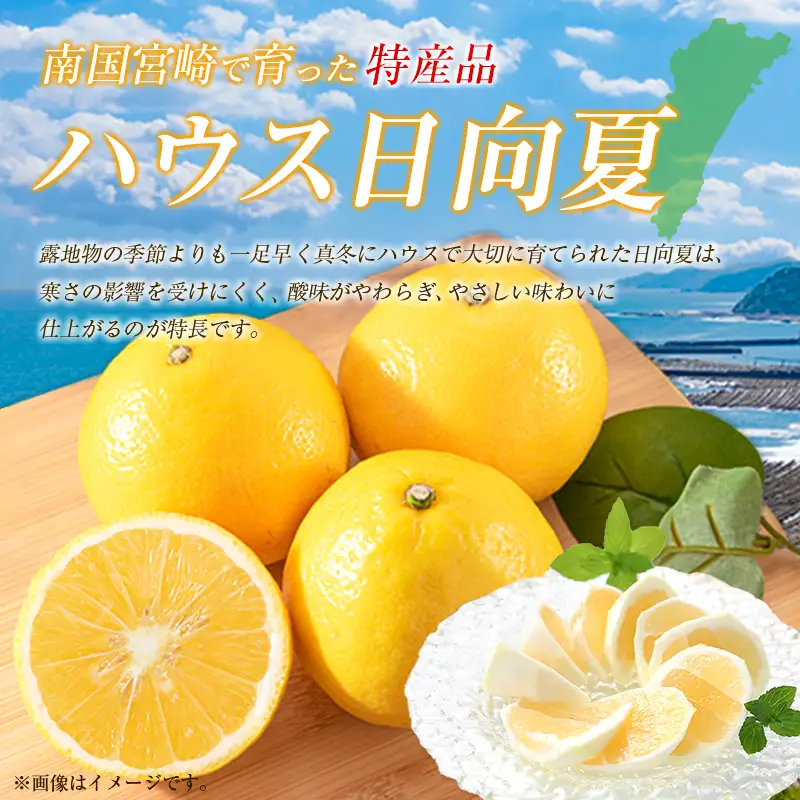＜2027年発送＞宮崎県産 ハウス日向夏 約2.5kg（9～15玉入）