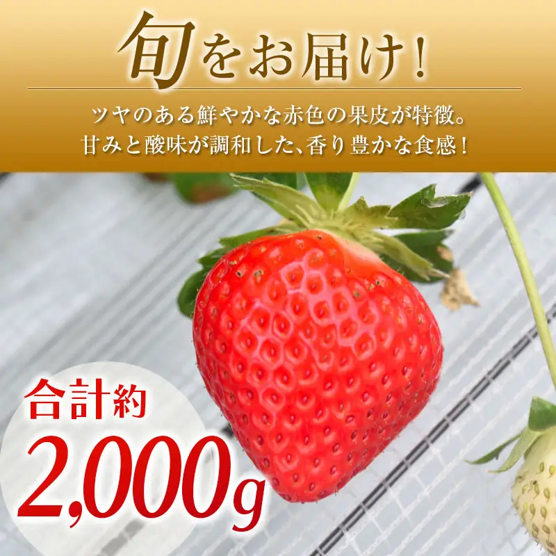 ＜2027年発送＞いちご「恋みのり」 計8パック