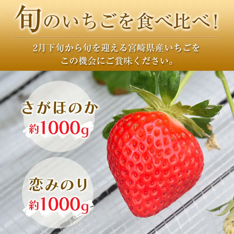 ＜2027年発送＞いちご「さがほのか」「恋みのり」食べ比べ セット 各4パック