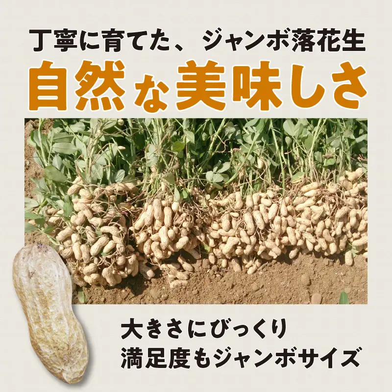 【先行予約】ジャンボ生落花生 1kg｜落花生 ピーナッツ