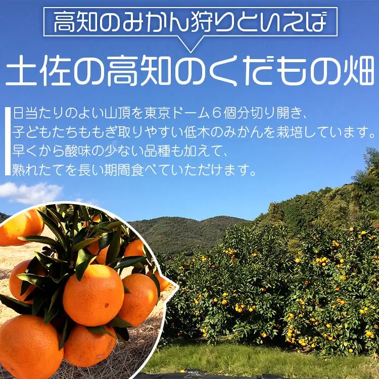 土佐の高知のくだもの畑 みかん(家庭用)5kg 【家庭用みかん みかん狩り 低木みかん 柑橘 ミカン】 kd-0025