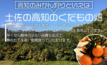【先行受付】土佐の高知のくだもの畑 みかん（ギフト用）約5kg - 温州みかん ミカン 蜜柑 柑橘 柑橘類 フルーツ 果物 くだもの kd-0026