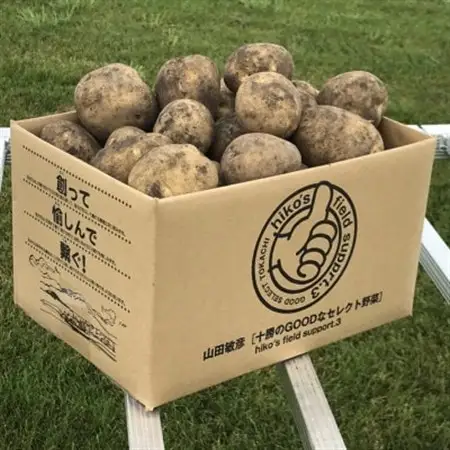 じゃがいも (とうや)10kg 北海道十勝帯広産_野菜 じゃがいも いも ジャガイモ 馬鈴薯_【配送不可地域：離島】【1497195】