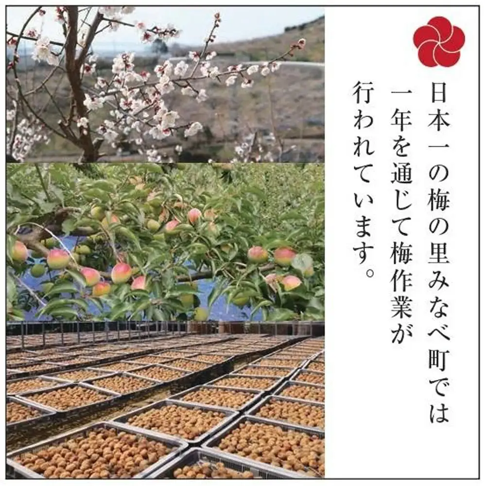 梅の里からの正月飾り「門梅」［R］ [AJ1] 【予約受付：12月24日～12月26日より発送】 azky005A【azky005A】