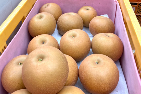 【皆藤梨園】梨 幸水（約5kg/3L～4L/14～12玉）【8月上旬以降発送予定】 75-A