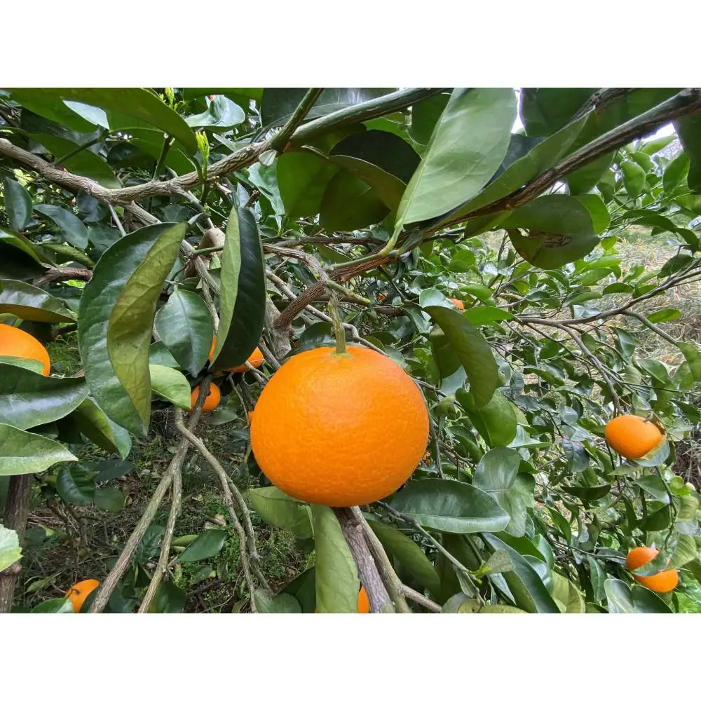 1・4月発送 全2回 定期便 紅はっさく マニア 貯蔵 ＆ 木成完熟 傷あり 二級品 4 ～ 6玉 化粧箱 和歌山 有田 南泰園