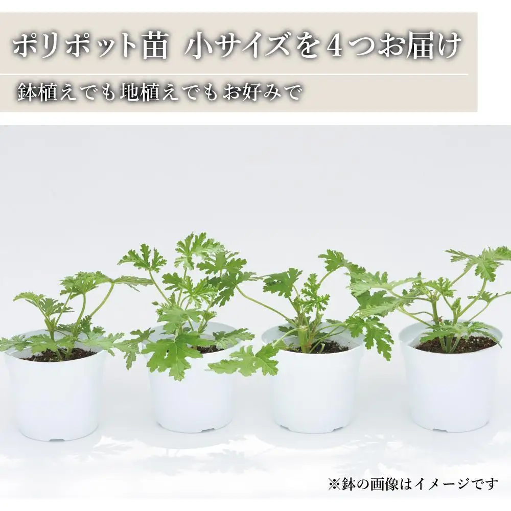 【ふるなびWEEK対象】虫よけ効果 ローズゼラニウム 小サイズ苗 4個セット (ポリポット)