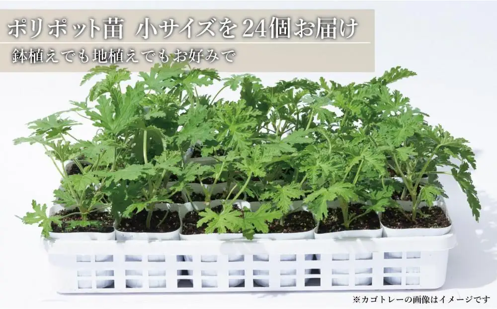 虫よけ効果 ローズゼラニウム 小サイズ 花苗 24個セット (ポリポット) 花苗