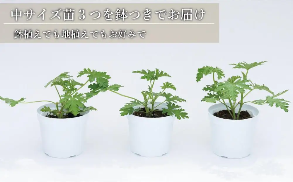 虫よけ効果 ローズゼラニウム 中サイズ 花苗 3個セット（鉢つき） 花苗