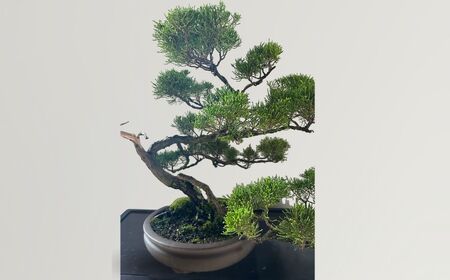 【限定一点】人気の糸魚川真柏 盆栽 現品限り 山採り木 新潟  限定品 商品番号8