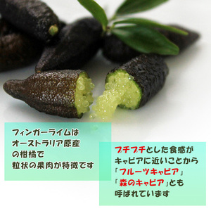 【2026年10月上旬から順次発送】フィンガーライム 50g 愛媛県 中島産| ライム 酸味 さっぱり 添え物 料理 チューハイ アルコール 炭酸 飲み物 飲料 産地直送 国産 愛媛 松山【NM0201】