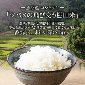 【令和8年産　新米先行受付】ツバメの飛び交う棚田米 精米6kg（3kg×2袋） 米 こめ お米 コメ こしひかり コシヒカリ 精米 新潟県 魚沼市 魚沼