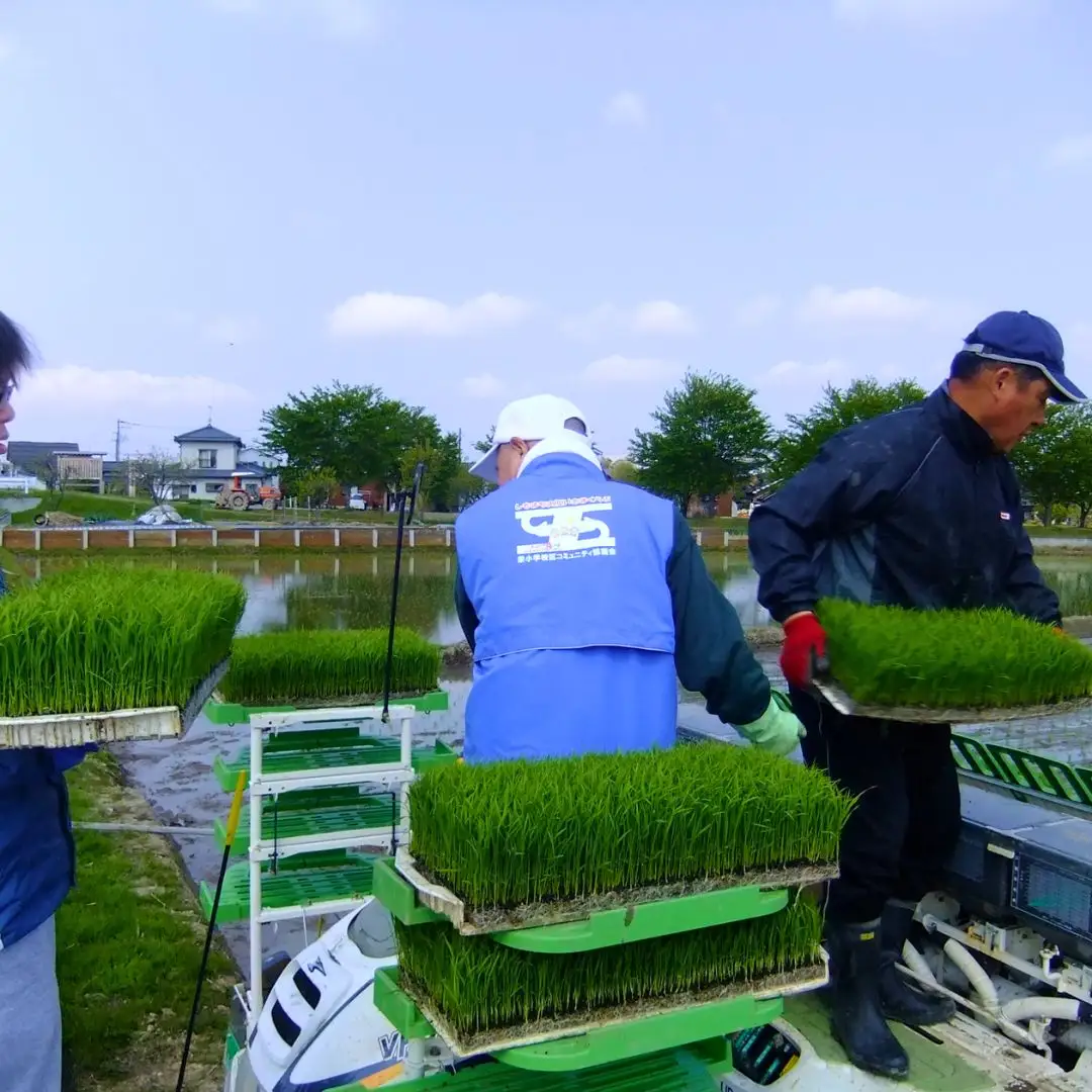 県認証 特別栽培米 コシヒカリ 「極」 10kg(5kg×2) 無洗米 令和8年産米 こしひかり 新潟県認証 白米