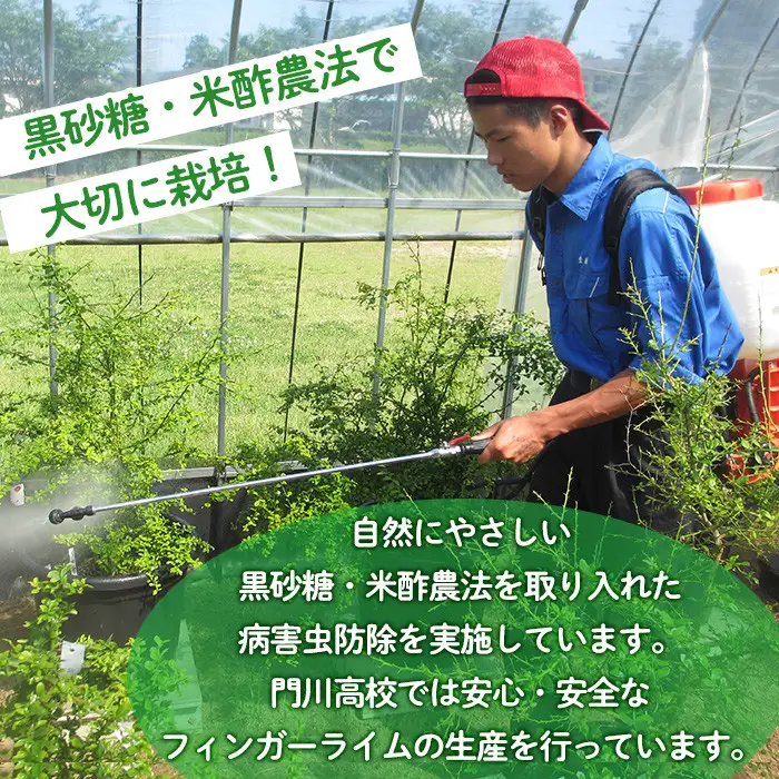 ＜先行予約受付中！2026年10月から順次発送予定＞＜数量限定・期間限定＞宮崎県門川町産フィンガーライム(160g) 柑橘  高校生【AU-2】【宮崎県立門川高等学校】