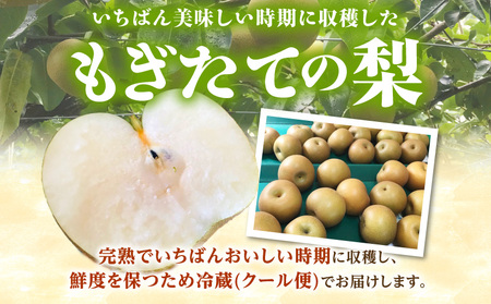 完熟 あきづき梨 5kg・K283-19