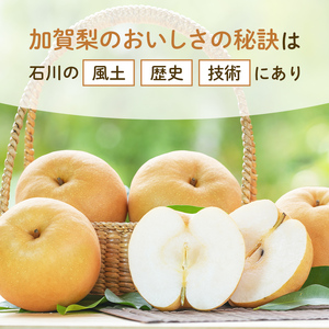 【先行予約】梨 加賀しずく 1箱（6個～10個）石川県加賀市産（2026年8月下旬～9月中旬頃発送） かがしずく ブランド梨 石川県 先行予約 予約 冷蔵配送 くだもの 果物 フルーツ ご当地 食品 災害支援 北陸新幹線 F6P-1951