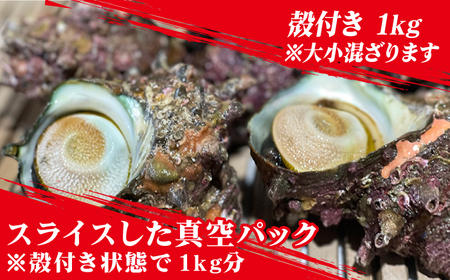 新上五島町産活サザエ 殻付き1kg+殻付き1kg分スライス[RBK002] さざえ サザエ 海鮮 さざえ サザエ 海鮮 さざえ サザエ 海鮮 さざえ サザエ 海鮮 さざえ サザエ 海鮮九州 長崎