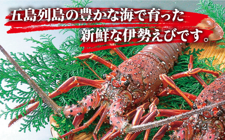 伊勢海老 1?3尾（約1.0kg）[RBN003]  九州 長崎