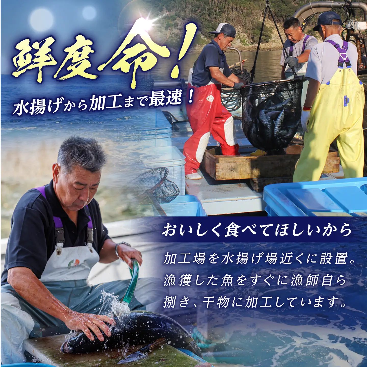 旬の魚 干物5種 詰め合わせ[RBO012] 干物 