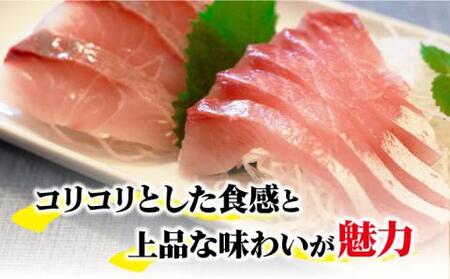 新上五島町産養殖ヒラマサ（ヒラス）1本[RBP005] ヒラマサ ヒラス ヒラマサ ヒラス ヒラマサ ヒラス ヒラマサ ヒラス ヒラマサ ヒラス ヒラマサ ヒラス ヒラマサ ヒラス九州 長崎