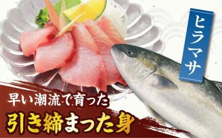 新上五島町産養殖ヒラマサ（ヒラス）フィーレ 3枚おろし（カマ入り）[RBP006] ヒラマサ ヒラス ヒラマサ ヒラス ヒラマサ ヒラス ヒラマサ ヒラス ヒラマサ ヒラス九州 長崎
