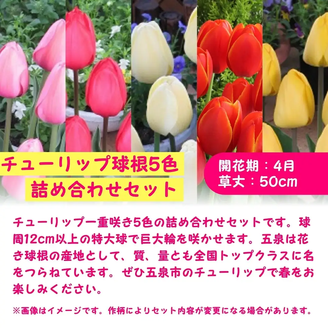 【期間限定】チューリップ球根（特大球）100球入 | 新潟県 球根 五泉市