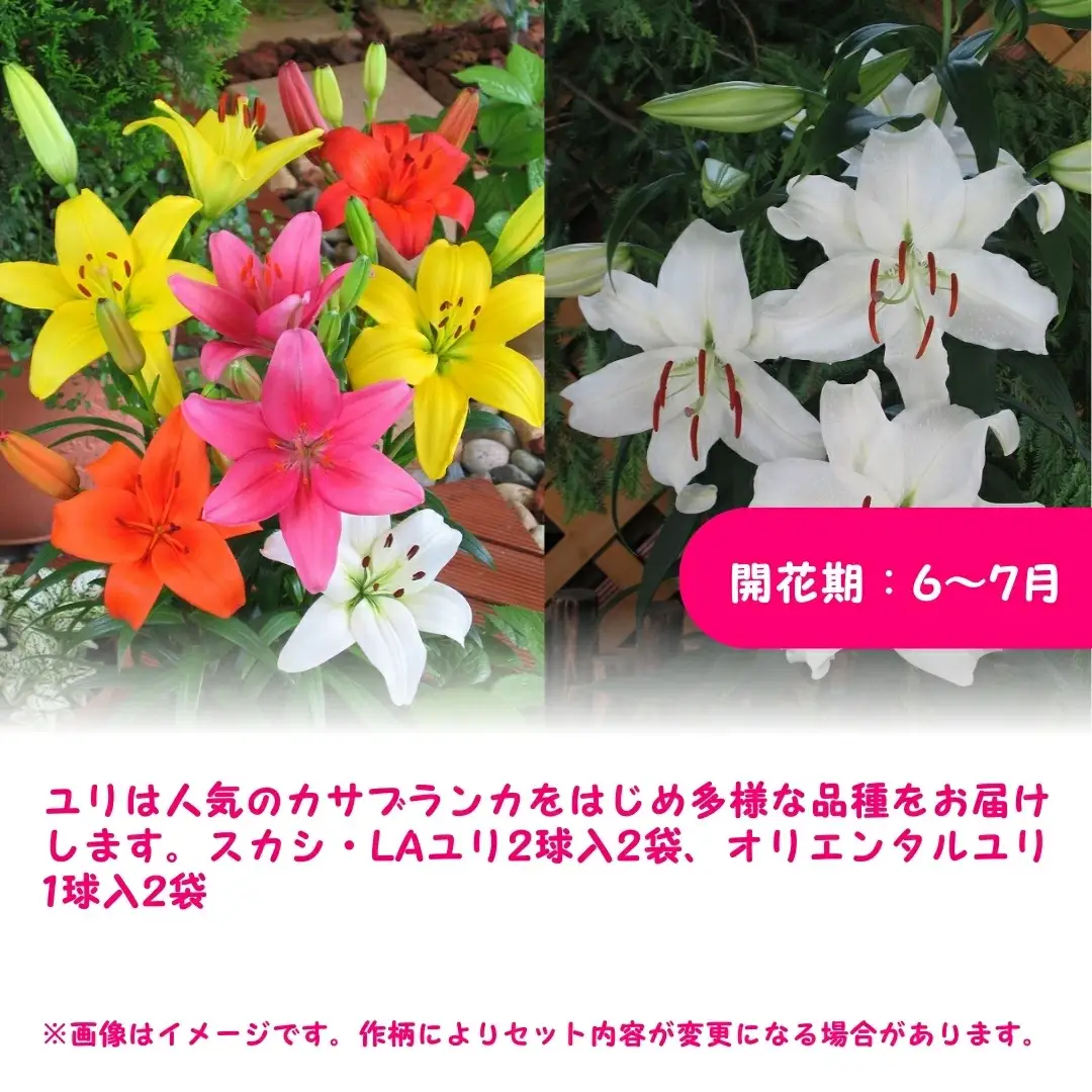 【期間限定】チューリップ・ユリ球根セット | 新潟県 球根 五泉市