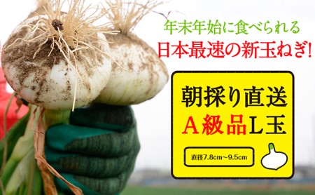 浜松篠原産【葉付新白玉ねぎ】プレミアムホワイト10玉【A級品L玉】 野菜 たまねぎ タマネギ 