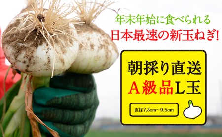 浜松篠原産【葉付新白玉ねぎ】プレミアムホワイト30玉【A級品L玉】 野菜 たまねぎ タマネギ 