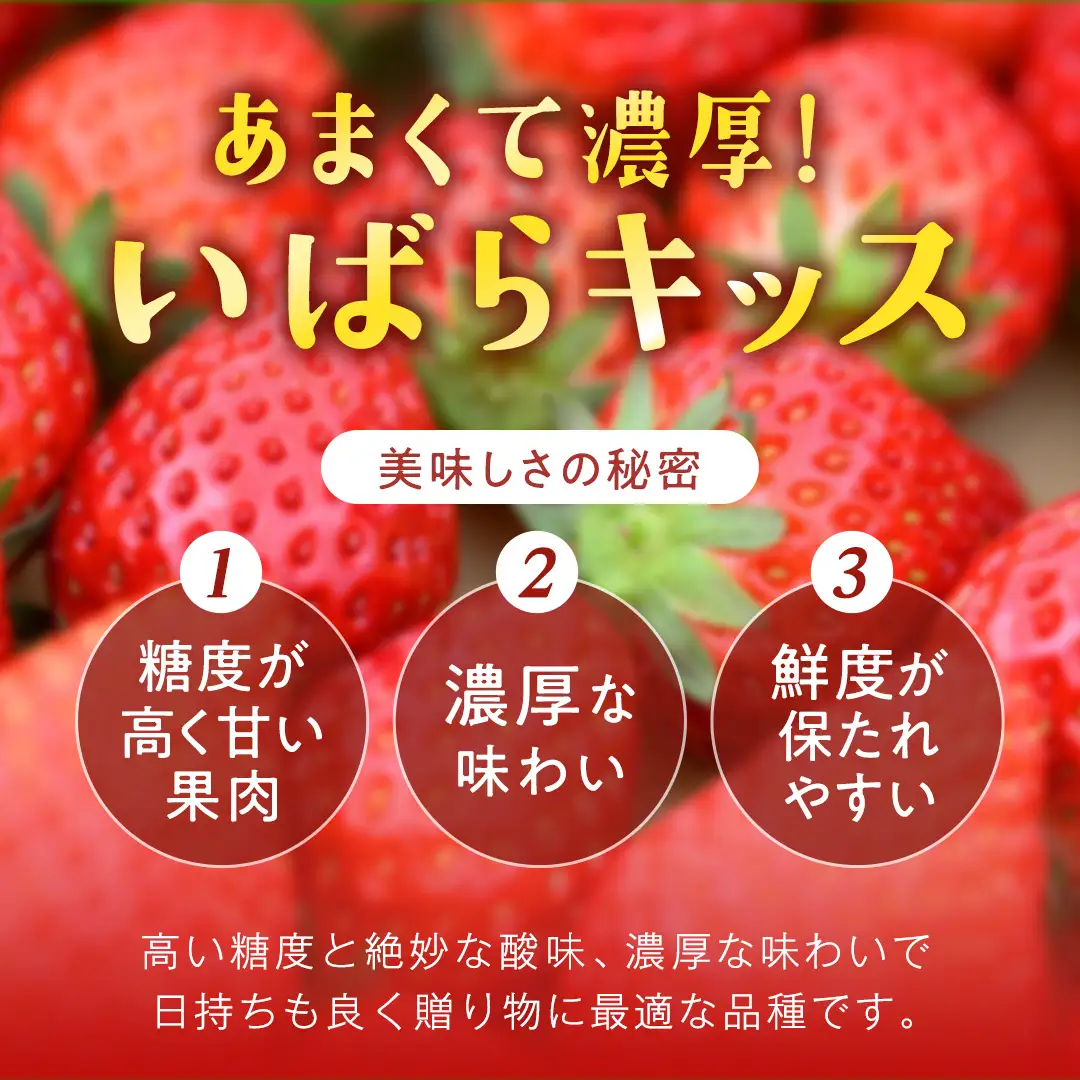 【 先行予約 】 訳あり いちご いばらキッス 800g 【 2027年2月以降発送 】  （常陸太田市 共通返礼品 ) 