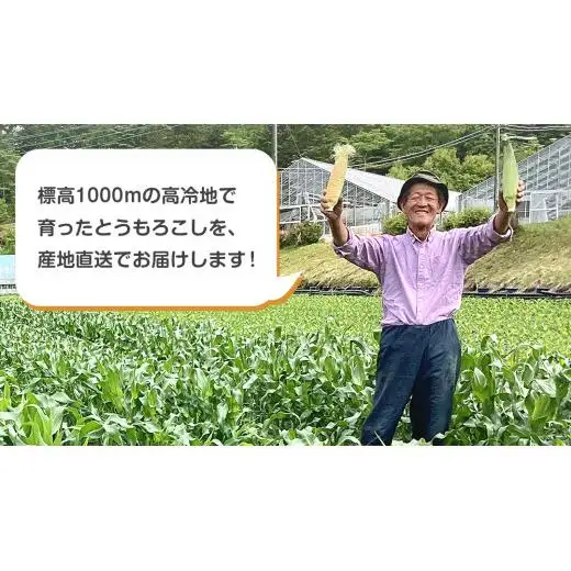 【 7月中旬発送開始 】 嬬恋産 とうもろこし ドルチェドリーム 約2kg（4本） [AT001tu]