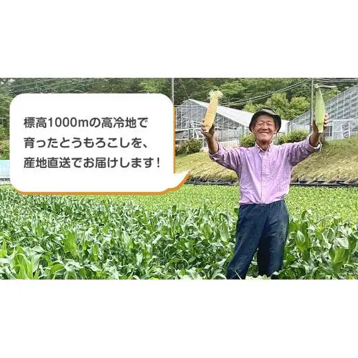 【 7月中旬発送開始 】 嬬恋産 とうもろこし ドルチェドリーム 約10kg (18～22本L～3L混在） トウモロコシ 大粒 野菜 群馬 産地直送 期間限定 お取り寄せ [AT003tu]