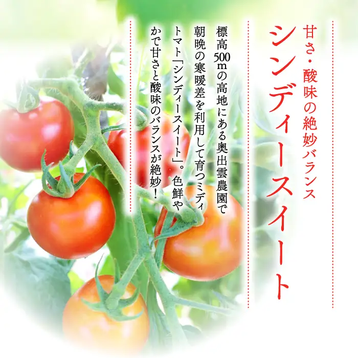 世界基準の奥出雲高原ミディトマト1.3kg（中玉サイズ）【トマト とまと 野菜 ミディトマト 1.3kg 中玉 厳選 新鮮 健康 美容 安心 安全 美味しい サラダ シンディースィート リコピン やさい】