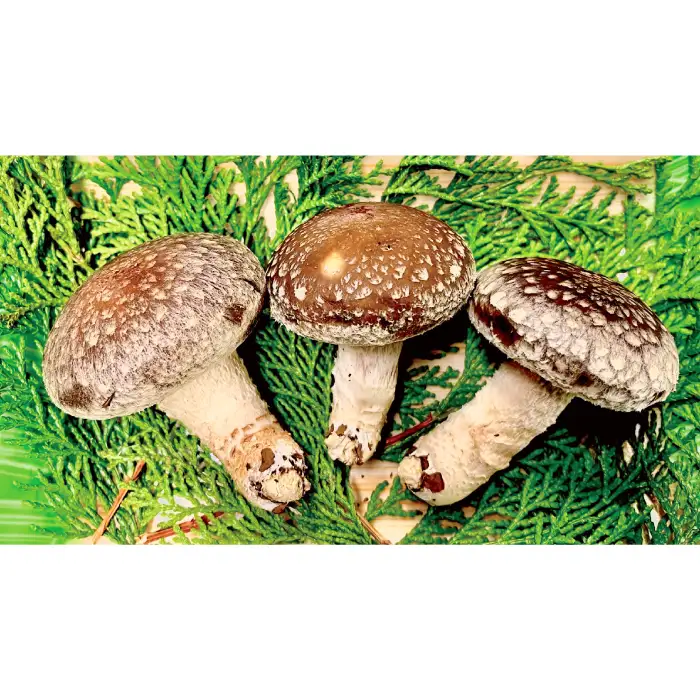 「奥出雲椎茸」贈答用特選 500g【椎茸 生しいたけ 肉厚 収穫直後 新鮮 菌床栽培 国産 旨味たっぷり きのこ キノコ 野菜 料理 食品 贈答用 特選 プレゼント 贈り物 ギフト】