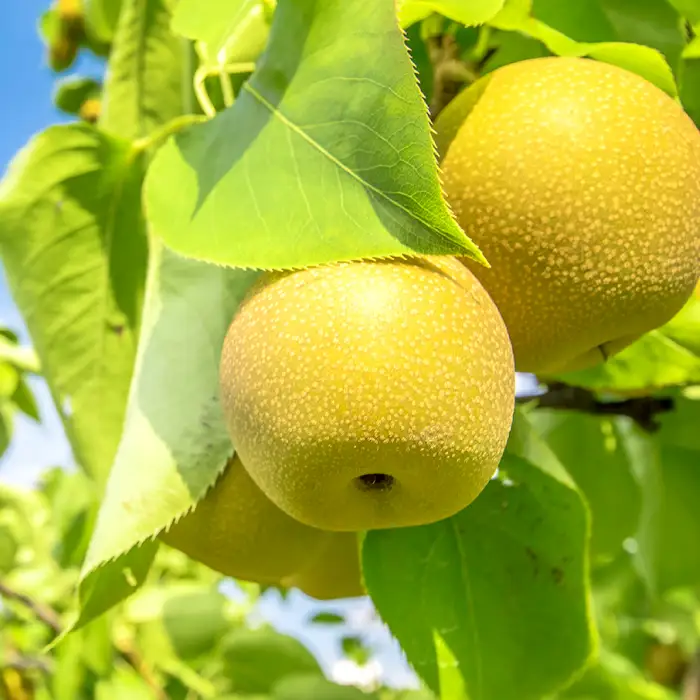プレミアム秋甘泉　3kg前後【梨 秋甘泉 あきかんせん 3kg 先行予約 期間限定 数量限定 なし ナシ 果物 くだもの フルーツ 旬 厳選 プレミアム 高糖度 甘い 贈り物 ギフト お取り寄せ 産地直送 鳥取県】