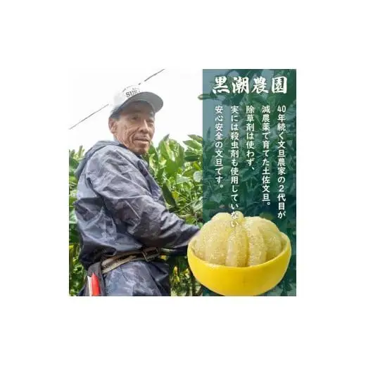 【 先行予約 】 土佐文旦 訳あり 10kg 高知県産 柑橘 KN003-xx